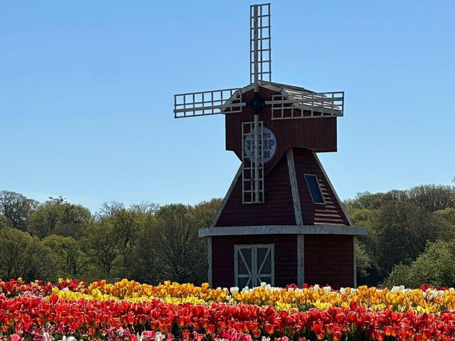 Tulleys Tulip Fest celebrates the arrival of spring with 1.5 million blooms in the fields