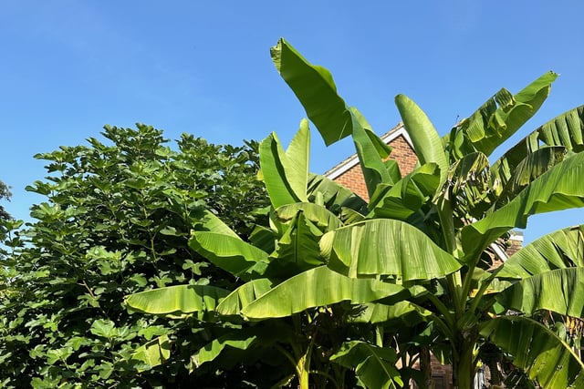 The banana tree in Barry Trevena's garden