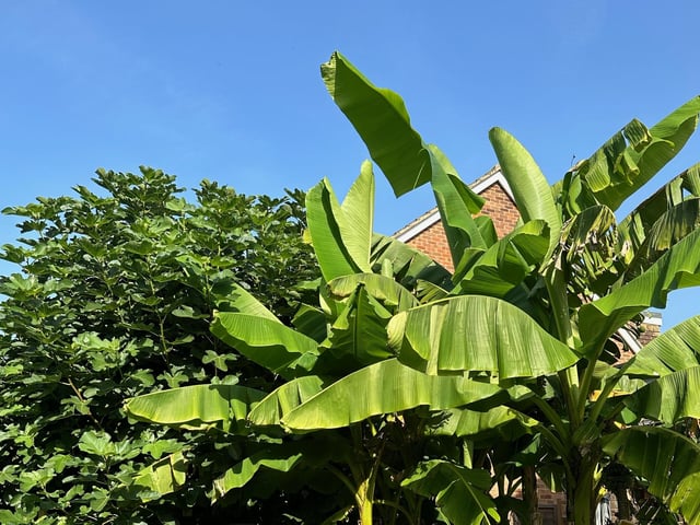 The banana tree in Barry Trevena's garden