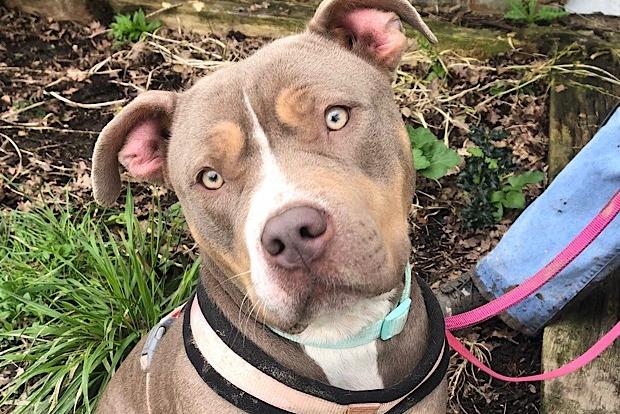 Nala has been described as 'an absolute sweetheart'. She is gentle and friendly with people and enjoys being out and about on walks. A dog walker at the charity said: "All she really wanted to do was explore, but she waited patiently, doing her very best sit and she loved being told how beautiful she is, she really is a beauty."