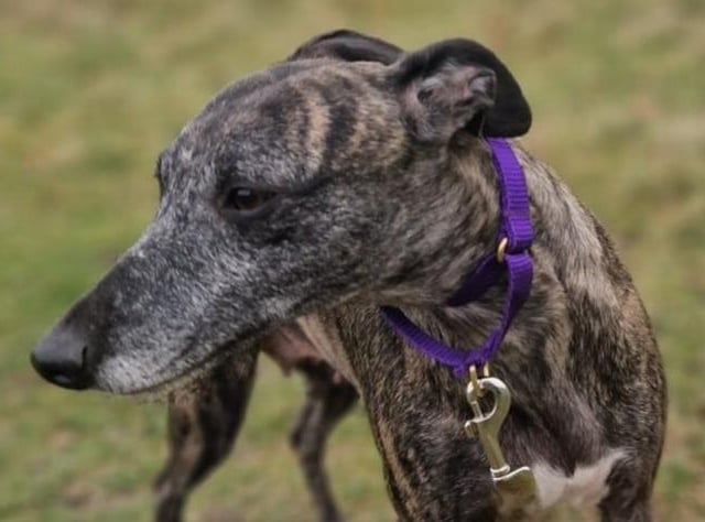 Jenny is a sweet girl looking for a home in the countryside with at least one other friendly dog. She arrived at Arundawn heavily pregnant and has been busy over the last 12 weeks looking after her pups - who are now also looking for their forever homes. Jenny previously had a very sheltered life so she is a bit nervous of new situations. However, Arundawn says she is a very friendly, gregarious girl when meeting new people. She is anxious around small children and has not been tested with cats.