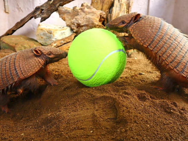 The armadillos practiced their ground stroke with some ball rolling.