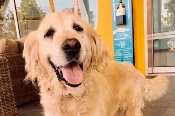 Kizzy lived outside on her own for years. Thanks to Happy Paws, she now lives with a loving owner and new golden brothers and sisters.