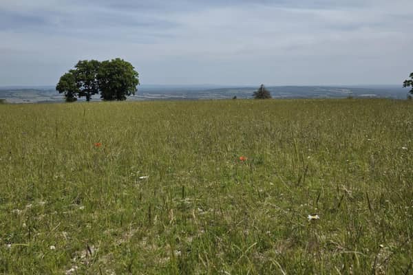 View West from the South Downs Way at Duncton