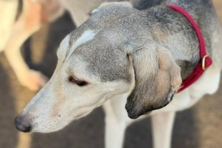 Tig is a lovely boy. He is still a little nervous but is starting to trust and come out of his shell. He will need another dog in his new home as he gets confidence from the company of others. The charity said he can live with children aged seven years and above.