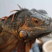 Red is one of many RSPCA Brighton and Sussex branch green iguanas looking for his forever home. Due to the size this species can get, he will need a large enclosure and an experienced iguana keeper. Picture: RSPCA