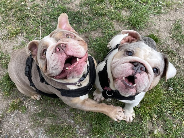 Patricia and Tallulah are a bonded pair believed to be mother and daughter. The RSPCA said they definitely need to be rehomed together. Patricia and Tallulah have needed a lot of veterinary treatment since arriving at the shelter. Despite this, they are lovely, happy girls who enjoy human company and want to be with each other. Patricia is a little more sensitive and can be more shy in new situations. She can be anxious around other dogs and doesn't really know how to behave around them. Both girls would benefit from some further socialisation. The charity said they love their food and treats and Patricia likes to play football. They are not quite ready for a new home yet but will be available soon.