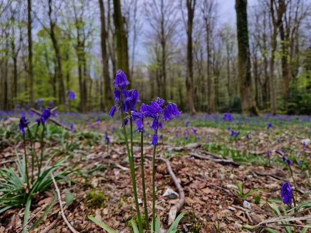 There are stunning English bluebells as far as the eye can see