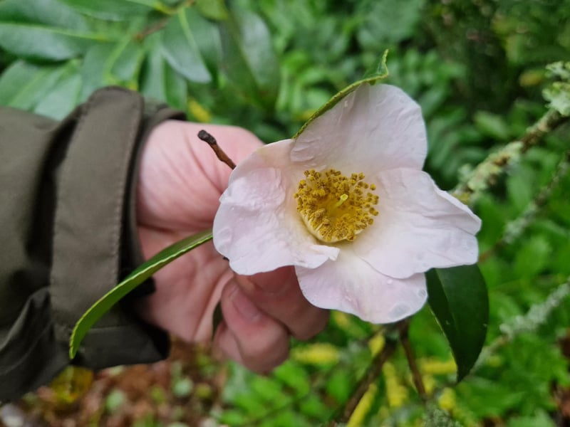 An early bloom