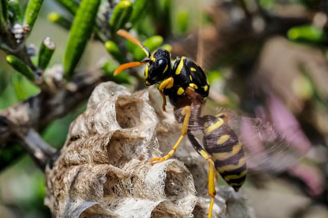 TOPSHOT - A paper wasp builds a honeycomb shaped paper nest, made from wood fibers gathered and chewed by the insect into a paste-like pulp which it uses with it's saliva to build up the cells into a structure that can have as many as 200 cells, on April 24, 2020 in Montlouis-sur-Loire, Center France. (Photo by GUILLAUME SOUVANT / AFP) (Photo by GUILLAUME SOUVANT/AFP via Getty Images)
