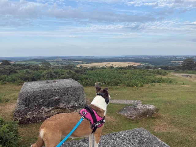A rescue dog who spent nearly three years in kennels has found a loving home, after staff at a Sussex animal charity launched a daily TikTok campaign.