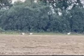 White Storks seen near Yapton. Photo: Andrew Knight.