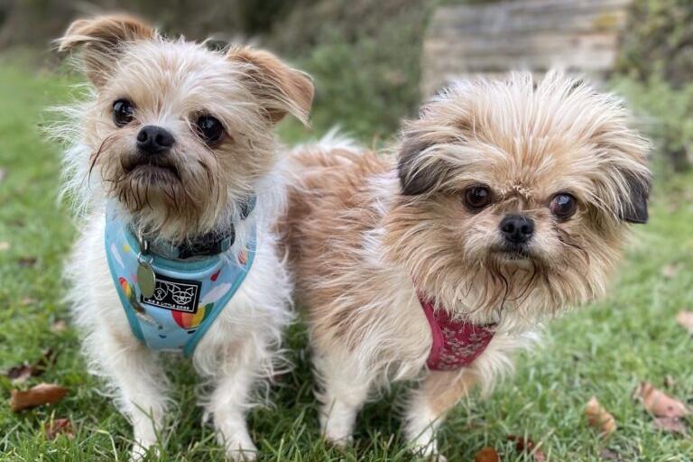 Polly and Tommy are both friendly, sweet dogs who can be a little unsure to begin with. However, they can be won-over and will quickly become your friend with a few tasty treats. Tommy and Polly know how to sit and try to be clean in their kennel so they should housetrain easily, the RSPCA said. They are new arrivals who are still being assessed, but will be looking for a new home together.