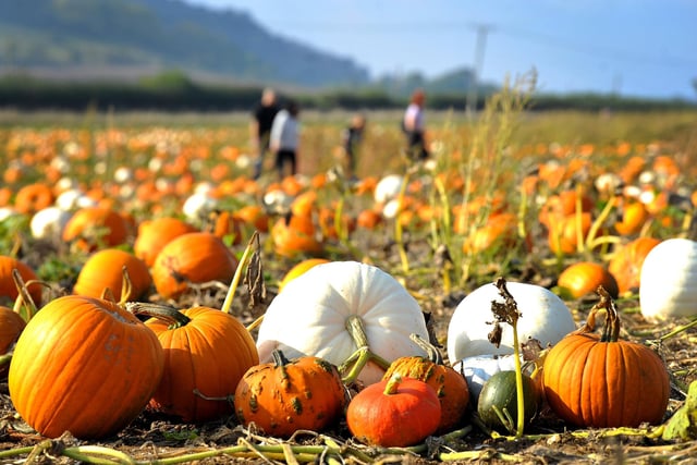 Sompting Pumpkin Patch is at Halewick Lane, Sompting. It is open Saturday October 8-9, 15-16, 22-30. Gates open at 9.30am and close at 4pm.
There is 14 acres of pumpkins, a selection of food, West Sussex ice creams, coffee, fun crafts and activities for children, and tractor and trailer rides at the weekends.