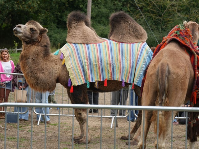 Findon Sheep Fair 2026