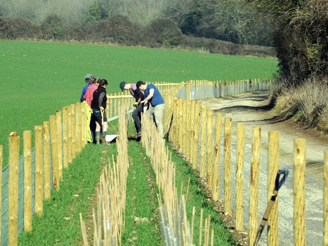 Hedge planting in February 2019