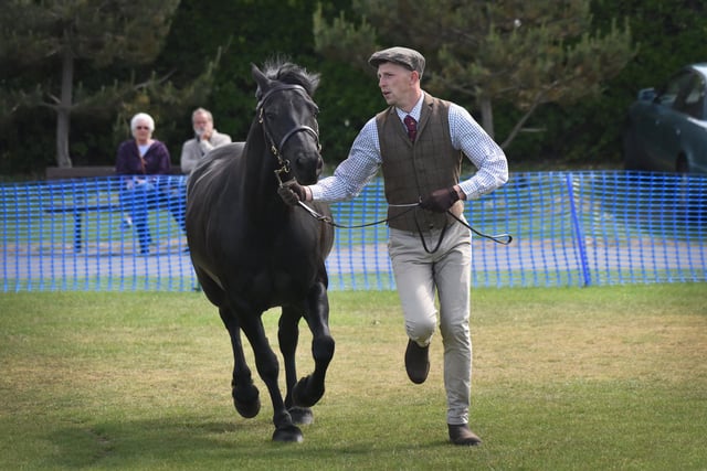 Bexhill Horse and Dog Show 2019.