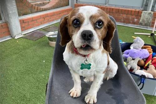 Charlie is an outgoing, friendly boy who adores company. He would like a home with his own garden to explore. Charlie needs a little help with house training and is fine travelling. Raystede said he loves everyone and is a sweet boy. He is sociable with other dogs, but mostly prefers doing his own thing. The charity said he may be able to live with a calm, well-matched dog. Charlie will need a home with lots of company and help to build his confidence being left alone.