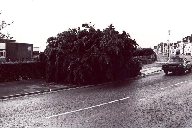 The Great Storm of 1987 in Eastbourne: 21 pictures of the destruction in the town