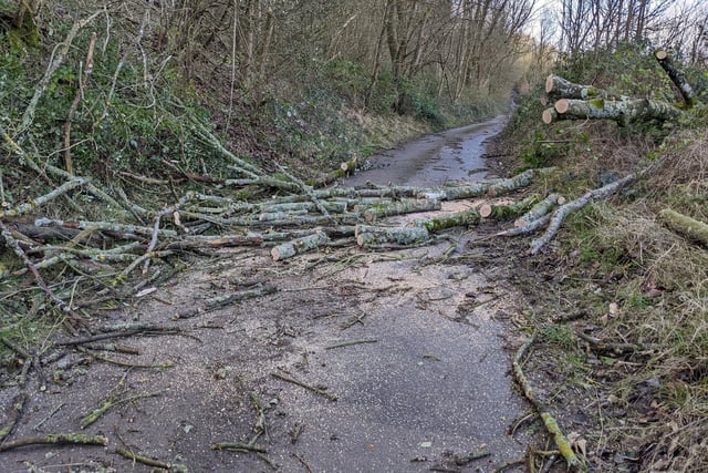 Damaged trees in Chantry Lane, Storrington