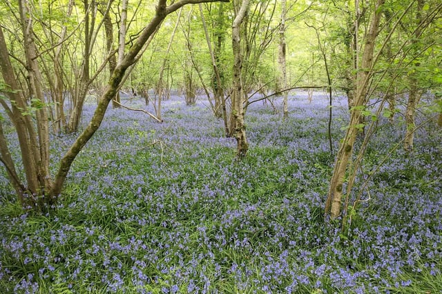 Walk from Ashington through the Wiston Estate and you will find the scent of bluebells incredible.