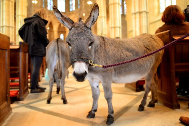 Tally, a Mediterranean miniature donkey, at the animal blessing service