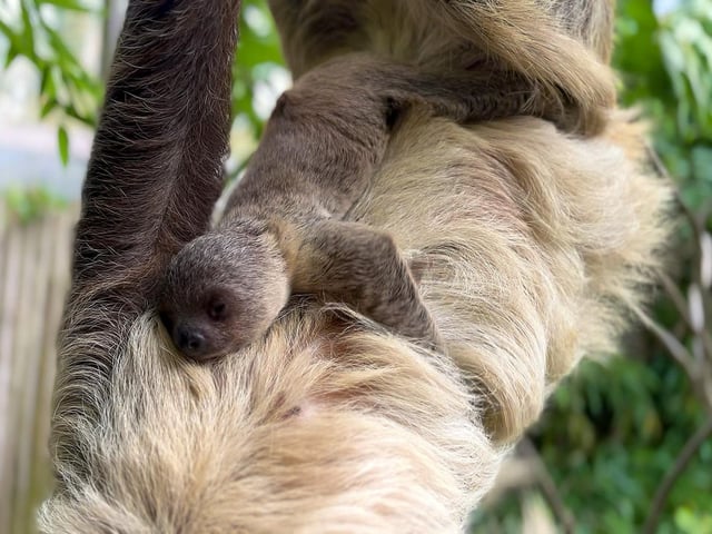 Baby sloth at Drusillas Park in East Sussex