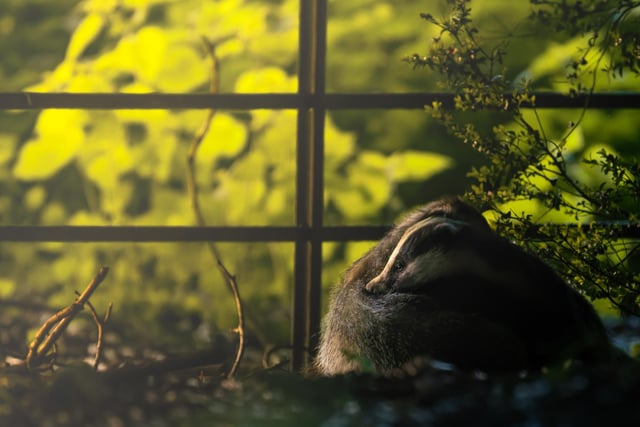 An evening embrace - badgers bonding at Petworth by Richard Murray