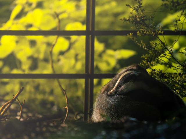 An evening embrace - badgers bonding at Petworth by Richard Murray