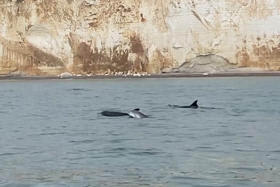 Sussex Boat Trips dolphin spotting from Cuckmere Haven to Splash Point at Seaford. Photo: Sussex Boat Trips