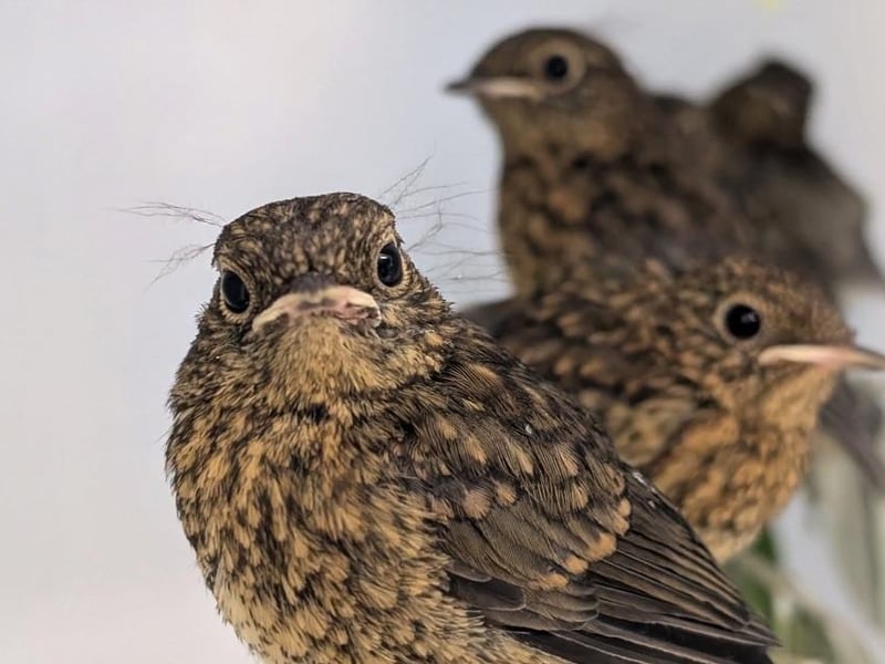 Young birds