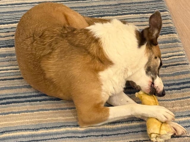 A rescue dog who spent nearly three years in kennels has found a loving home, after staff at a Sussex animal charity launched a daily TikTok campaign.