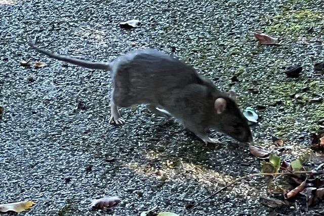 Rats in park