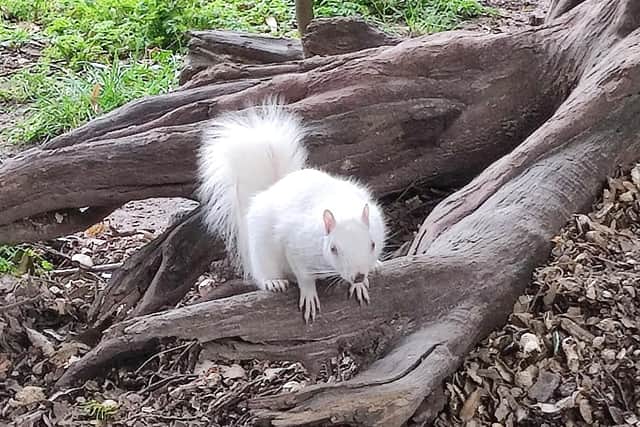 A white squirrel in Gildredge Park, Eastbourne. Picture from Peter Rolfe