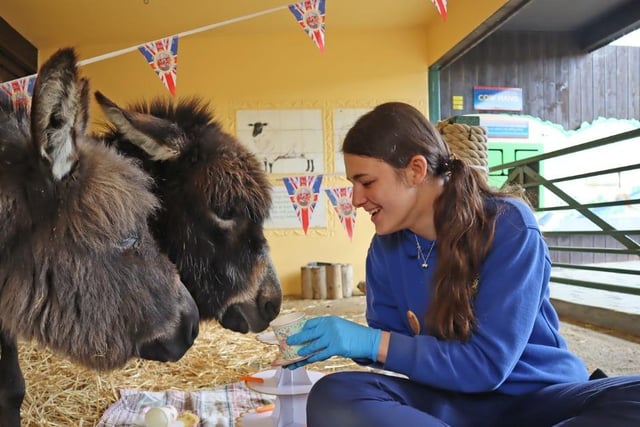 These donkeys were a big fan of their not-so-traditional cream tea.