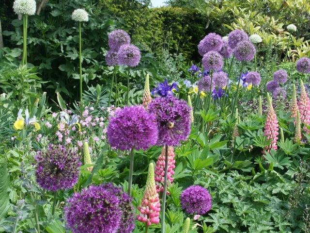 Allium Extravaganza