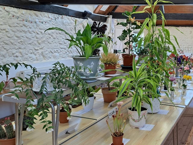 Foliage pot plants for Class 22