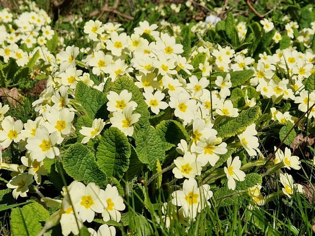 Spring blooms at Sheffield Park and Garden near Haywards Heath