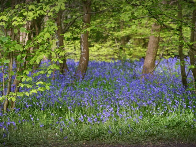 Arlington Bluebell Walk 2024. Photo taken on April 30.