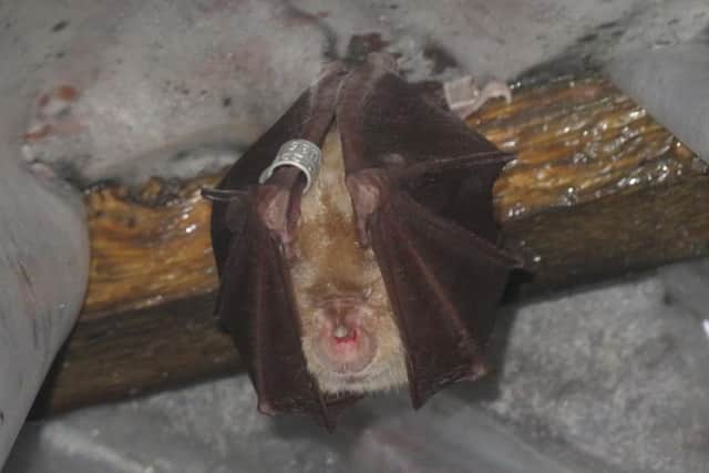 The Greater horseshoe bat. Photo: Ryan Greaves