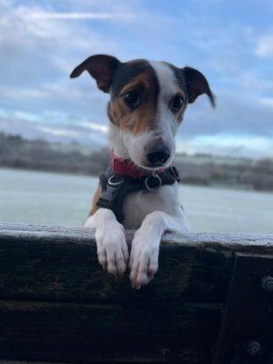 Finlay is a worried boy who does not seem to have had a lot of socialisation in the past. He takes a while to bond with new people, especially men so is ideally looking for a female owner. Once he trusts you he is a sweet, affectionate boy who enjoys attention and company. Finlay knows sit and beg on command and enjoys his walks. Unfortunately, probably due to his lack of socialisation, Finlay does not really like other dogs and would prefer to avoid them when out and about. He is also not suitable to live with cats or small animals. Finlay is looking for an experienced, terrier owner with the time and patience to help him settle in a new home. He can not live with children or have any visiting children and will need his own, secure garden.