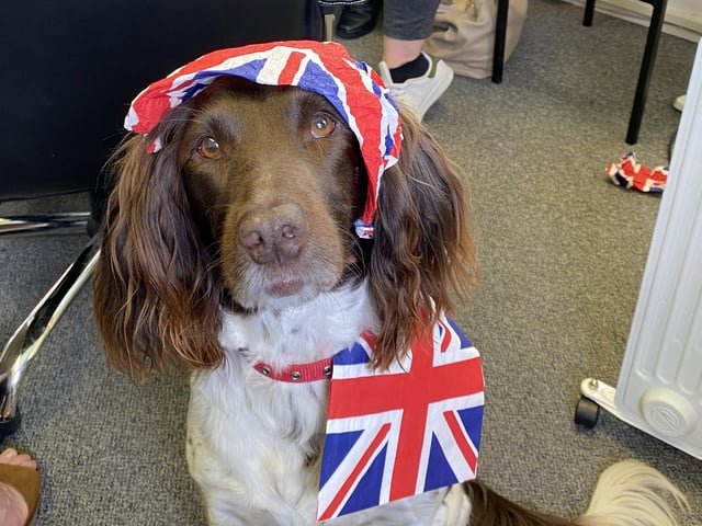 Cleaning chemicals company Bio-Productions in Burgess Hill enjoyed a sumptuous spread fit for a Queen on Wednesday afternoon (June 1). Even Miah, the company dog, owned by accounts assistant, Beckie Hayter, joined in the Jubilee spirit.