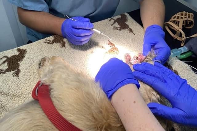 Gucci the dog being helped by the vet. Picture from St Anne’s Vets