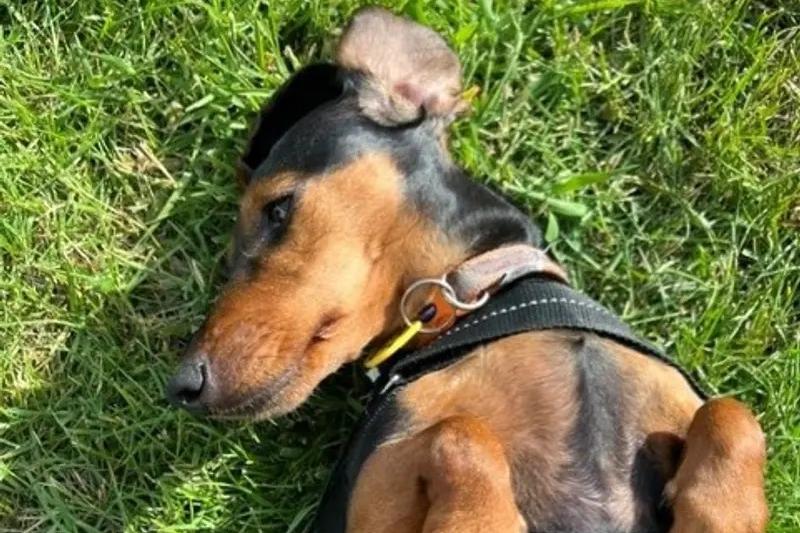 Dolly is looking for a calm, loving home where she can be someone's constant companion. Dogs Trust said life with Dolly is all about enjoying the simple things together. She's an easygoing girl who loves nothing more than spending time with her favourite people, happily taking life at a gentle pace. She's fully housetrained, settles beautifully in the car (usually snoozing the journey away) and in the evenings is content relaxing in her crate while still knowing her people are nearby. Dolly can sometimes find larger dogs a little overwhelming and isn't afraid to voice her opinion, and she's generally quite a chatty little character, which only adds to her charm, according to Dogs Trust. If you're looking for a loving, loyal companion who will fill your home with quiet affection, gentle companionship and plenty of personality, Dolly is ready to become your very best friend.