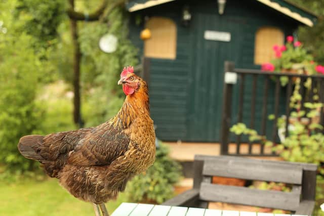 Sussex residents can provide a home for rescue hens and save them from being slaughtered as a rehoming day is set to be held at Raystede Centre for Animal Welfare next month.