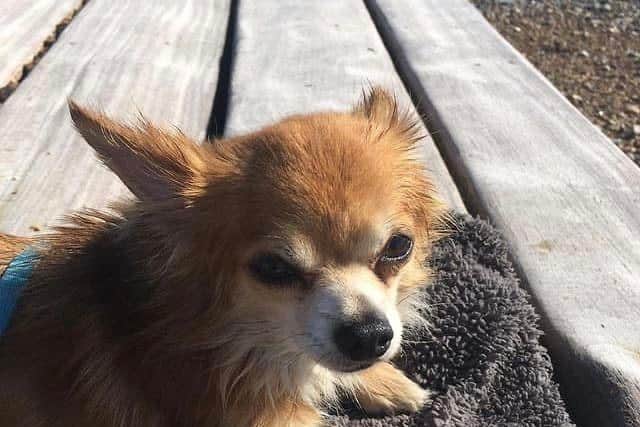 Thirteen-year-old apple head Chihuahua, Precious, was attacked and killed by another dog near Victoria Park in Worthing on Wednesday,  September 21