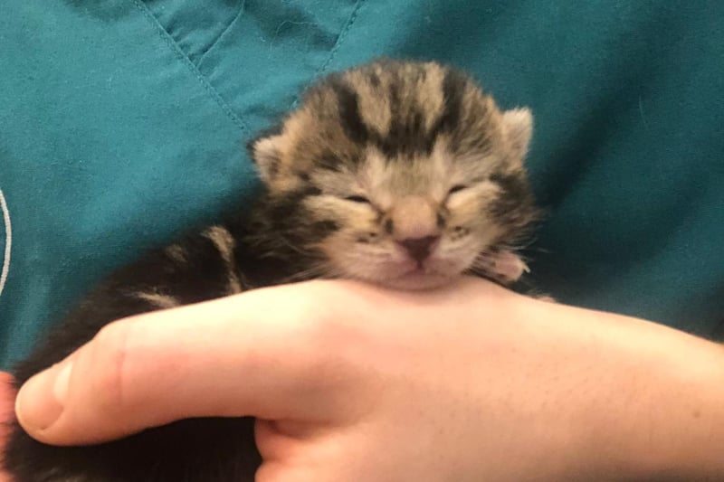 A cat and her newborn kittens, found abandoned in Worthing, are now on the mend at Arun Veterinary Group in Goring-by-Sea