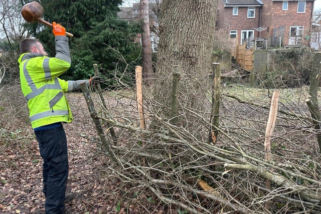 The grounds team from Haywards Heath Town Council used traditional hedge laying techniques at the wildlife nature walk near Haywards Heath Cemetery this spring