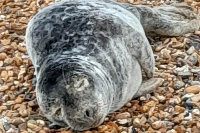 A seal became stranded after washing up on Worthing beach. Photo: Worthing Coastal Office