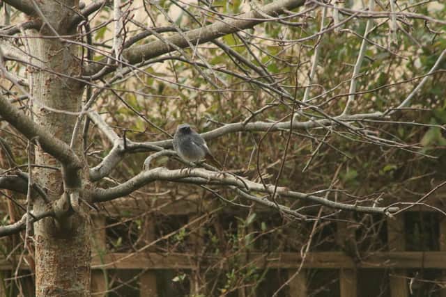 Rare Black Redstarts are nesting on land in Thakeham where Bellway Homes want to build 247 new homes